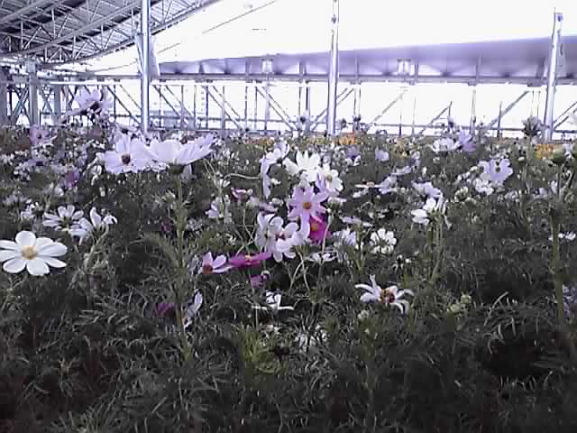 フラワーアート