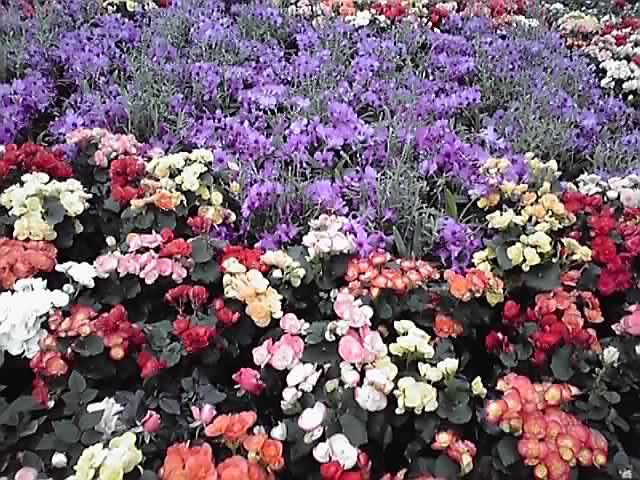 フラワーアート