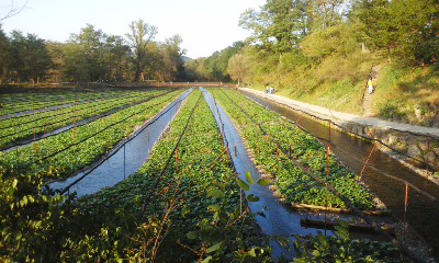 わさび農場