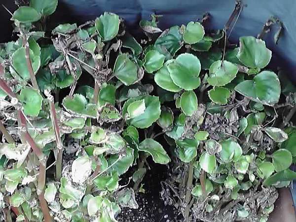 ベゴニア元気！