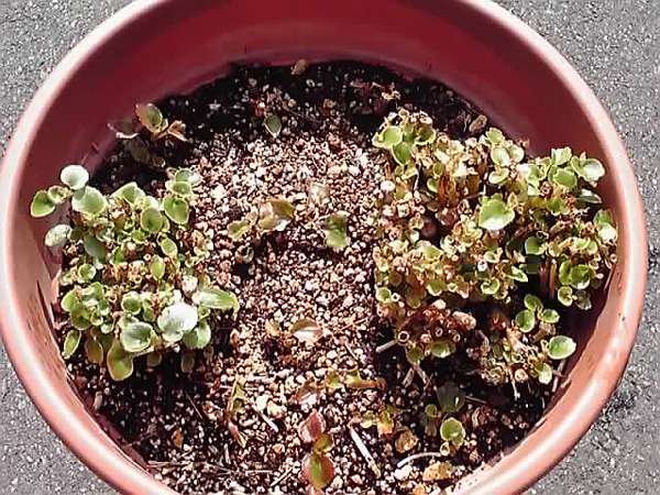 ベゴニア元気！