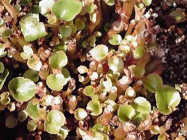 ベゴニア元気！