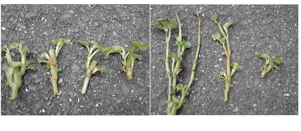 ベゴニア元気！