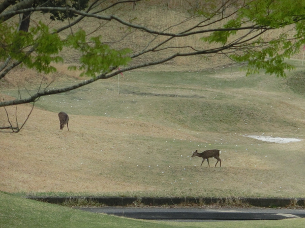 遠いけど・・・