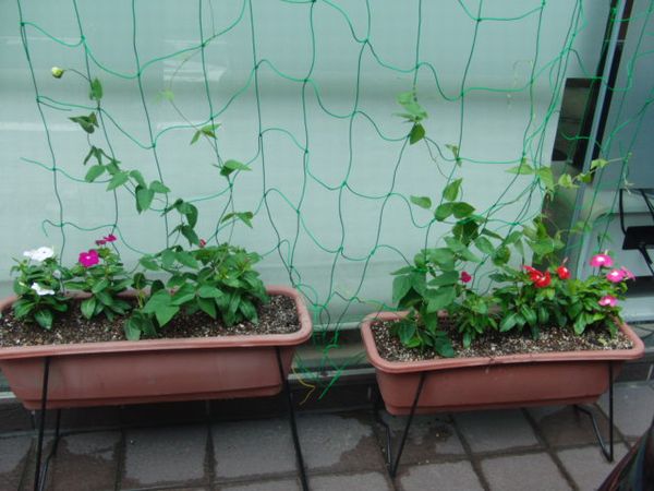 グリーンカーテン