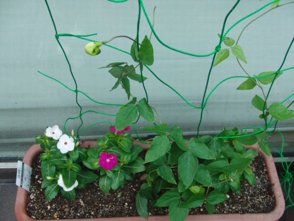 グリーンカーテン