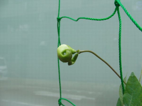 グリーンカーテン