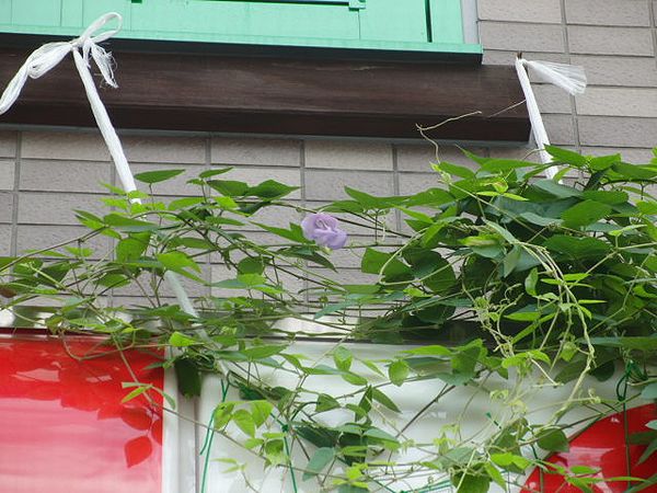 グリーンカーテンその後