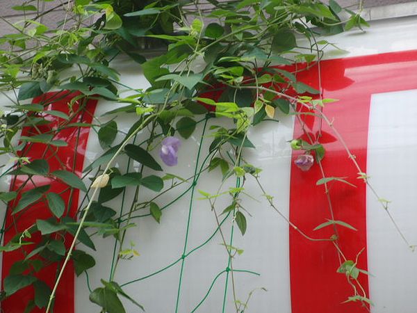 グリーンカーテンその後