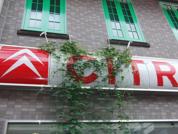 グリーンカーテンその後