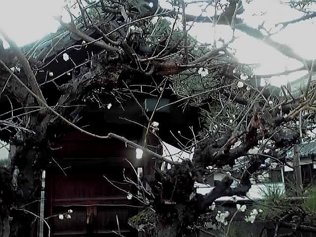 もうすぐ春ですよ～♪