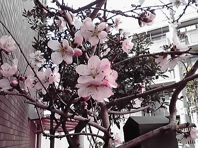 春・・・