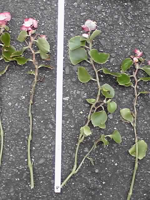 6年目のベゴニア