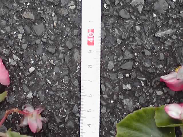 6年目のベゴニア