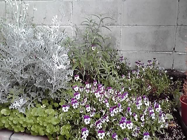 6年目のベゴニア