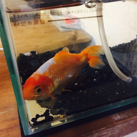 我が家のペット