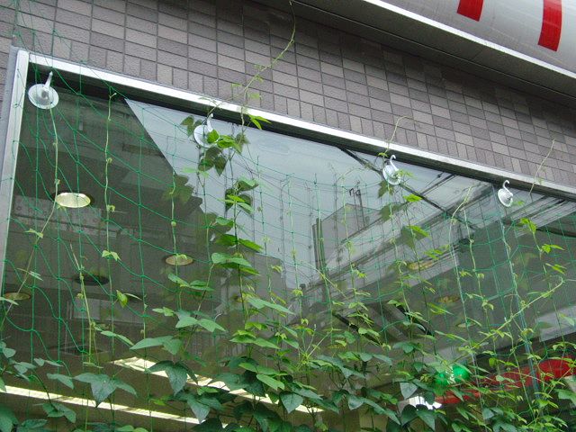 グリーンカーテン3
