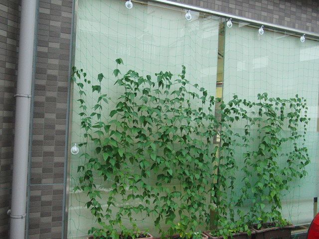 グリーンカーテン3