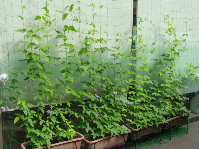 グリーンカーテン 2