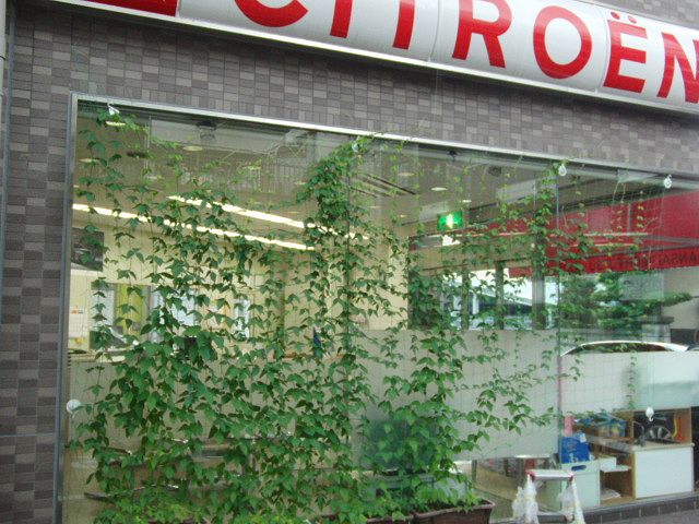 グリーンカーテン 2