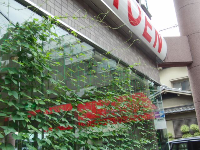 グリーンカーテン 2