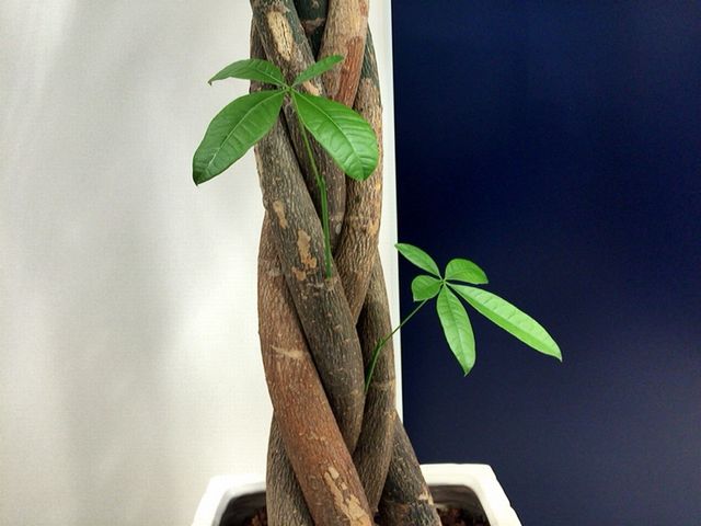 芽のその後・・・
