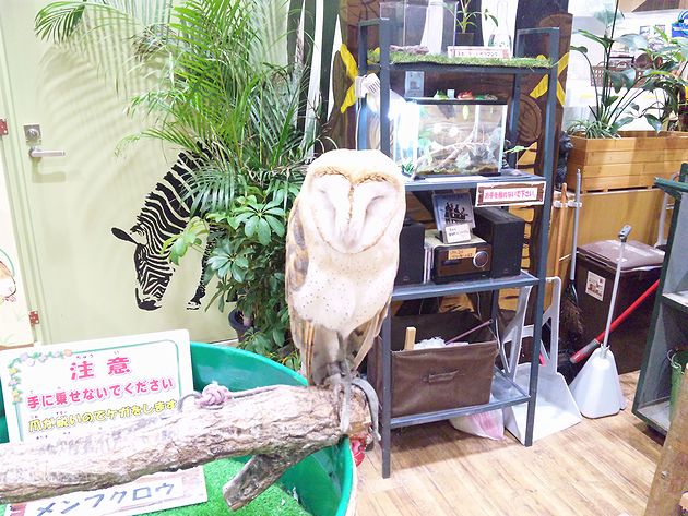 めっちゃさわれる～