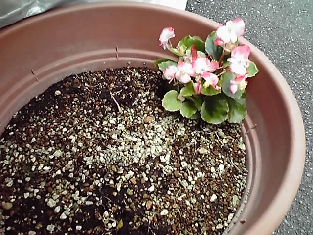 7年目のベゴニア