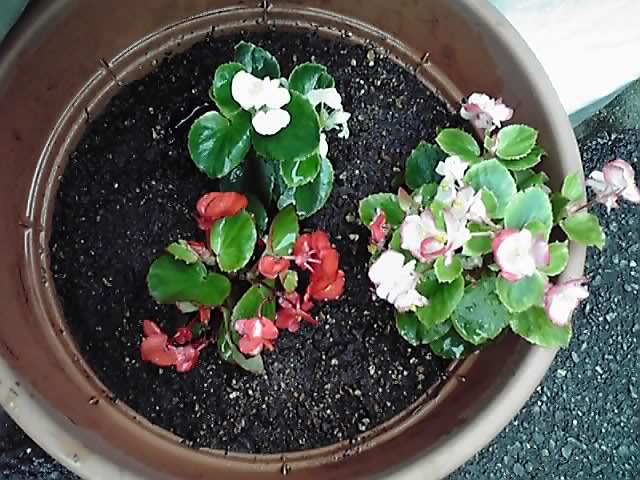 7年目のベゴニア