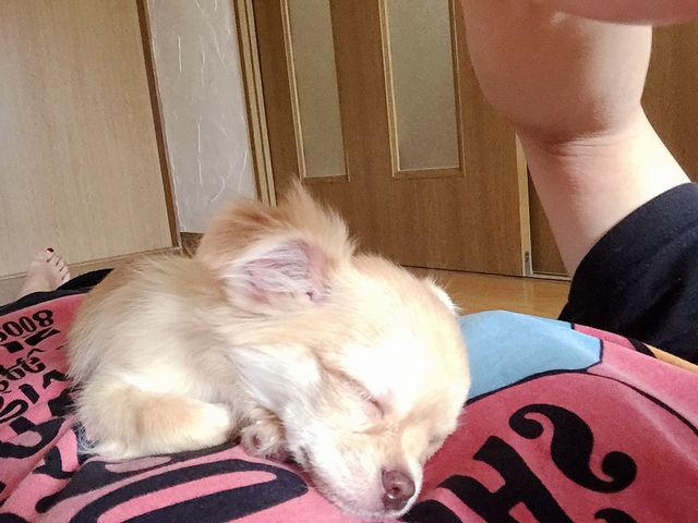 ワンコのその後