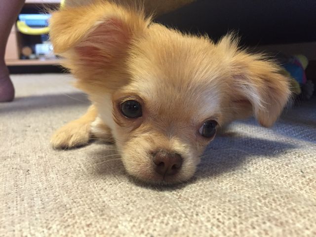 ワンコのその後