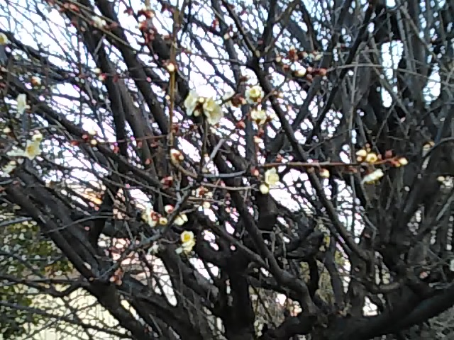 まだ寒いですが・・・