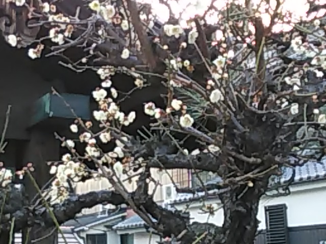 まだ寒いですが・・・