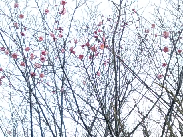 まだ寒いですが・・・