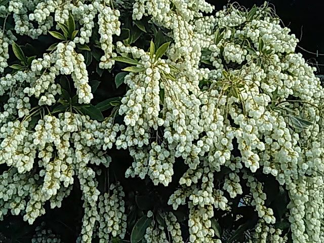 馬酔木・・・なんて読むの？？