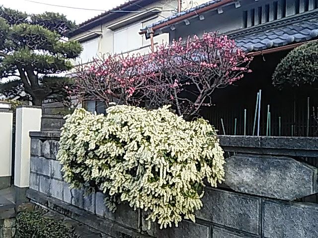 馬酔木・・・なんて読むの？？