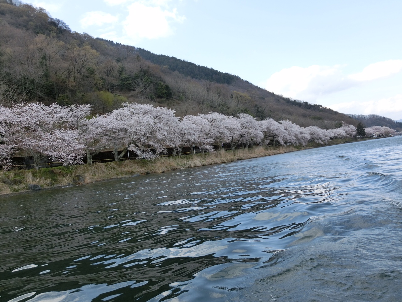 508SWで、お花見へ