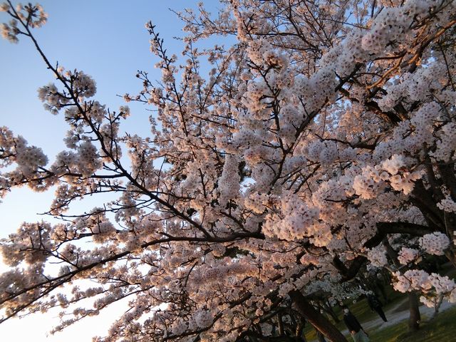 508SWで、お花見へ