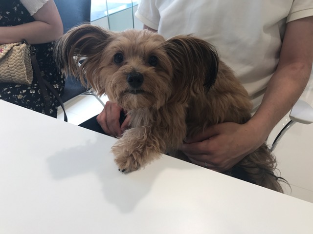 かわいいお客様♪