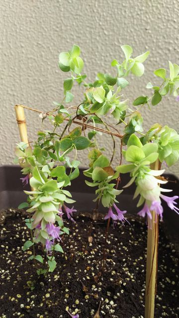 オレガノ・ケントビューティー