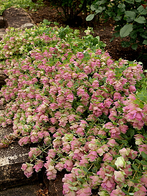 オレガノ・ケントビューティー