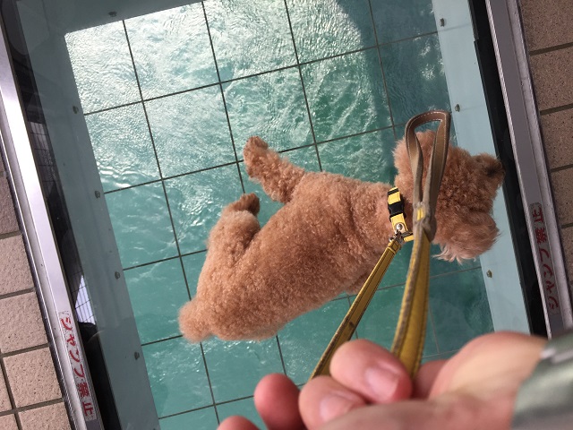 鳴門大橋