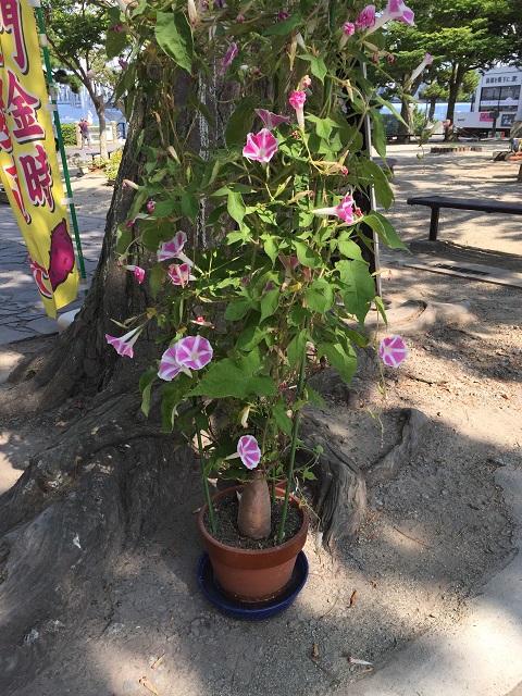 鳴門大橋