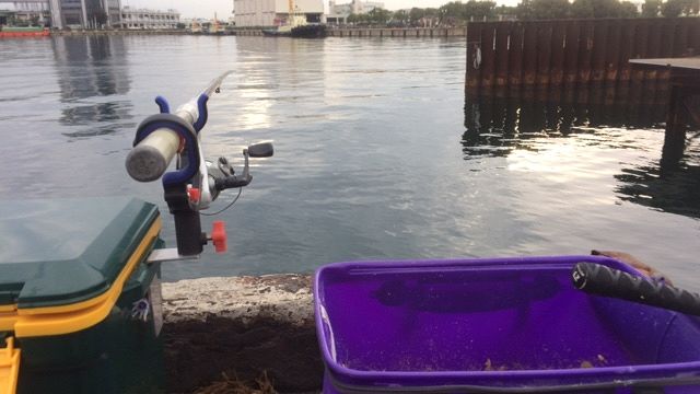 お魚くわえたドラネコ・・・