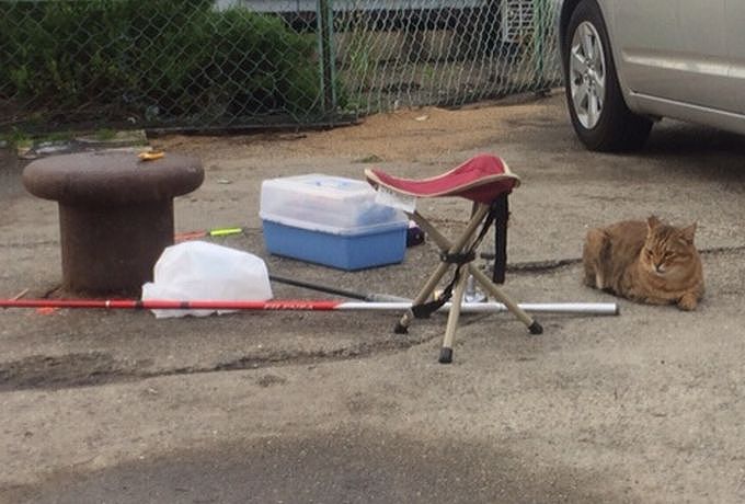 お魚くわえたドラネコ・・・