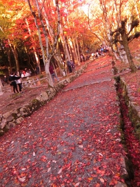 紅葉見たい症候群？！