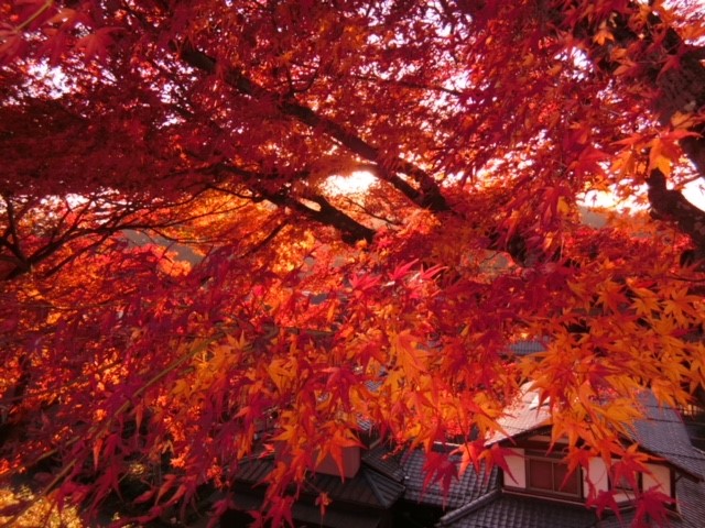 紅葉見たい症候群？！