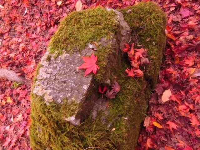 紅葉見たい症候群？！