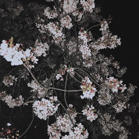 夜桜♪