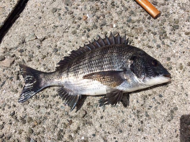 久しぶりに・・・